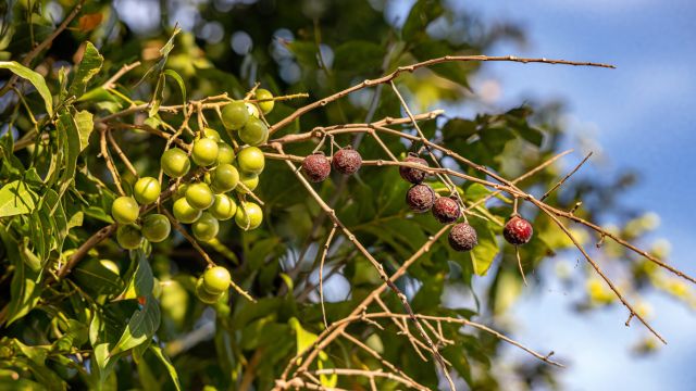 Kenalan dengan Buah Lerak, Detergen Alami Warisan Nenek Moyang