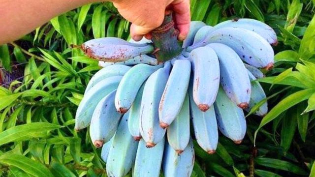 Beda dari yang Lain, Pisang Ini Berwarna Biru dan Rasanya Mirip Es Krim Vanila!