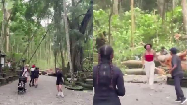 Pohon Tumbang di Monkey Forest Bali Sebabkan Korban Jiwa, Kenali Ciri Pohon akan Tumbang