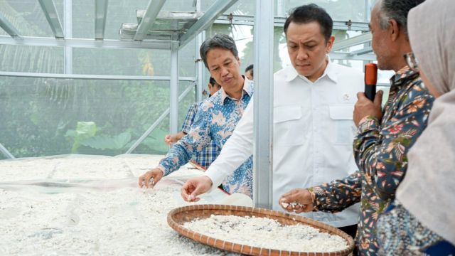 Dari Sawah ke Pasar Dunia, Desa Cikarawang Olah Singkong Jadi Bioplastik Ramah Lingkungan